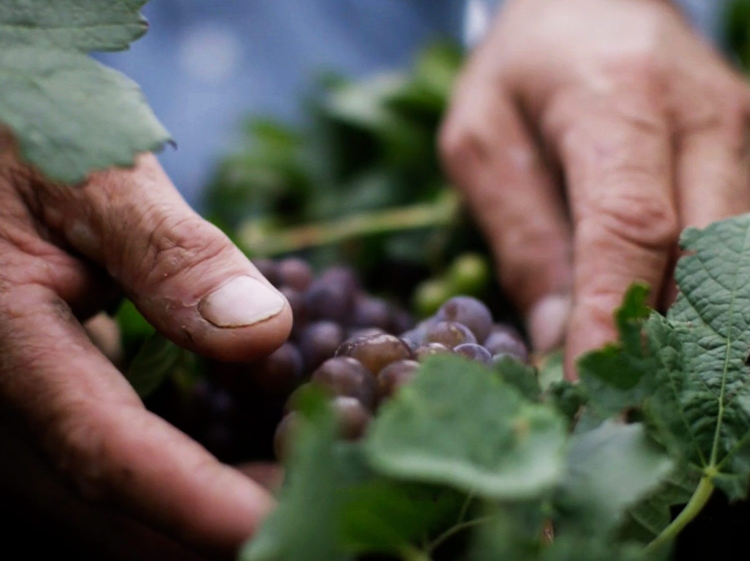Hands picking grapes